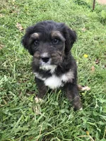 Champ (tricolor), a male Bernedoodle for sale in Middleburg, VA – 5 of 10