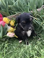 Champ, a male Bernedoodle for sale in Middleburg, VA – Photo 6 of 9