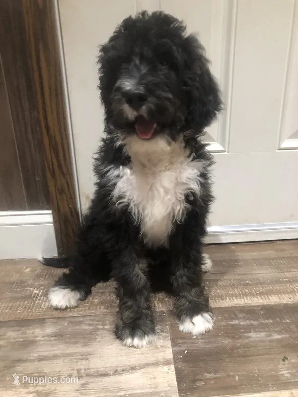 Ranger (tricolor) – Bernedoodle puppy for sale in Middleburg, VA