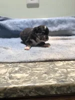 Arrow, a male Toy Australian Shepherd for sale in Middleburg, VA – 5 of 7
