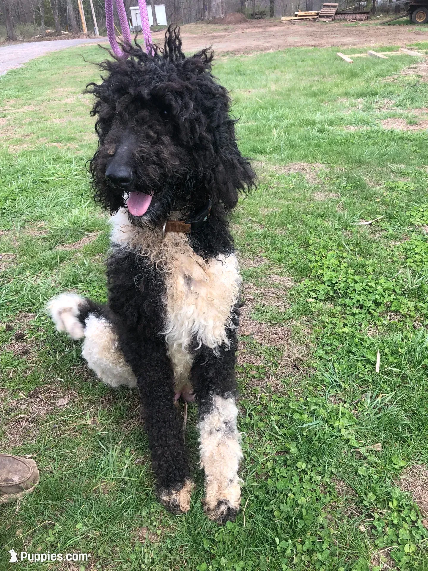 Coming Soon!! Standard Bernedoodles, a  Bernedoodle for sale in Middleburg, VA – 2 of 10