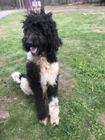 Standard Bernedoodles , a  Bernedoodle for sale in Middleburg, VA – 2 of 3