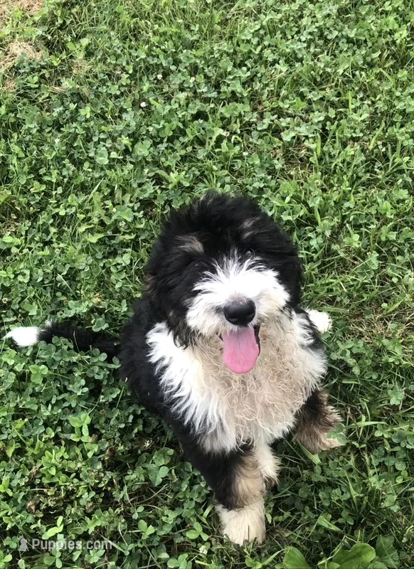 Bailey – Bernedoodle puppy for sale in Middleburg, VA