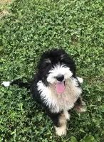 Bailey, a female Bernedoodle for sale in Middleburg, VA – 3 of 10