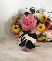 Della, a male Cavalier King Charles Spaniel for sale in Middleburg, VA – 3 of 6