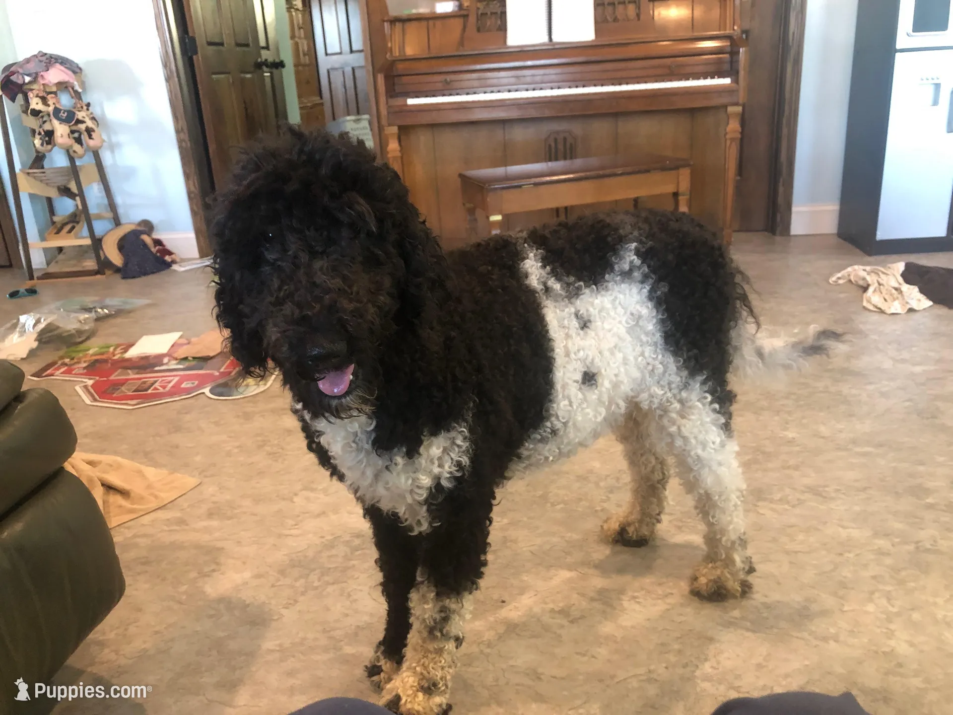 Standard Bernedoodles , a female Bernedoodle for sale in Middleburg, VA – Photo 2 of 8