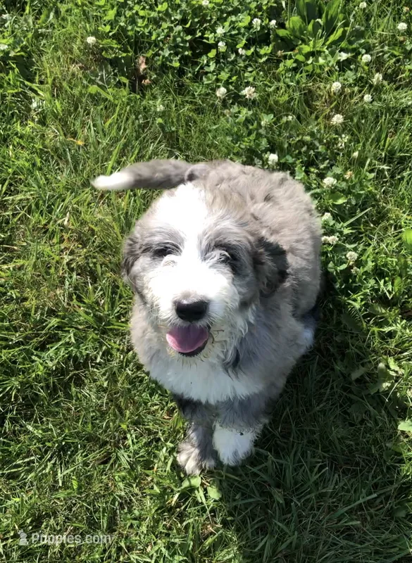 Belle – Bernedoodle puppy for sale in Middleburg, VA