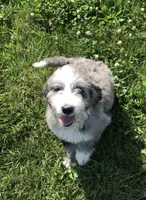 Belle, a female Bernedoodle for sale in Middleburg, VA – 2 of 7