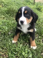 Bobby, a male Bernese Mountain Dog for sale in Middleburg, VA – Photo 2 of 6