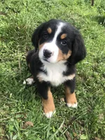 Bobby, a male Bernese Mountain Dog for sale in Middleburg, VA – Photo 1 of 6