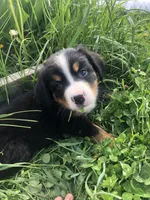 Bobby, a male Bernese Mountain Dog for sale in Middleburg, VA – Photo 4 of 6