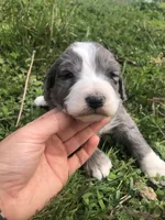 Belle, a female Bernedoodle for sale in Middleburg, VA – 2 of 4