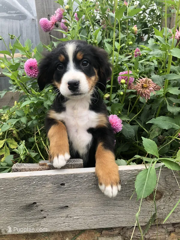 Blair – Bernese Mountain Dog puppy for sale in Middleburg, VA
