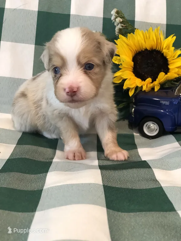 Akira – Toy Australian Shepherd puppy for sale in Middleburg, VA