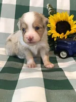 Akira, a male Toy Australian Shepherd for sale in Middleburg, VA – 1 of 6