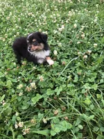 Arrow, a male Toy Australian Shepherd for sale in Middleburg, VA – 2 of 10
