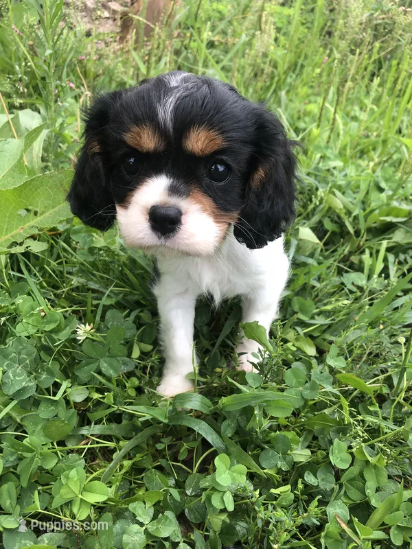 Della – Cavalier King Charles Spaniel puppy for sale in Middleburg, VA