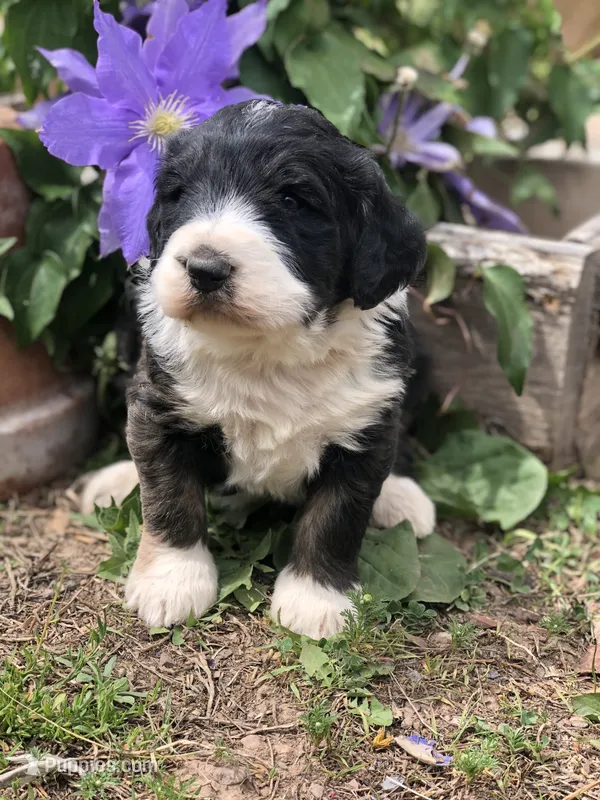 Bailey – Bernedoodle puppy for sale in Middleburg, VA