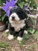 Bailey, a female Bernedoodle for sale in Middleburg, VA – 1 of 4