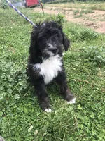 Ranger (tricolor), a male Bernedoodle for sale in Middleburg, VA – 3 of 10