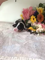 Detroit, a male Cavalier King Charles Spaniel for sale in Middleburg, VA – 4 of 6