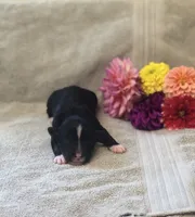 Amber, a female Bernedoodle for sale in Middleburg, VA – 3 of 4