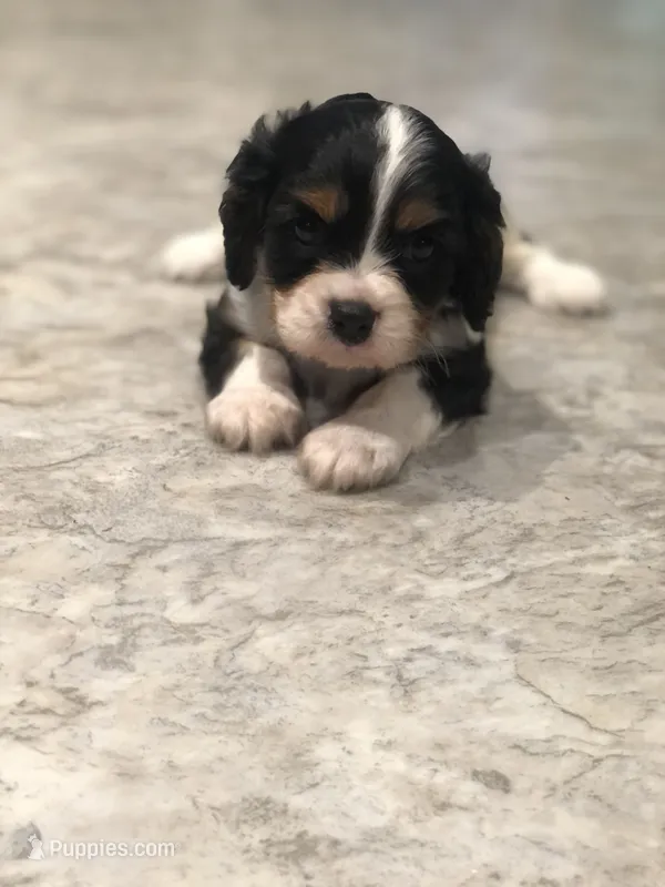 Detroit – Cavalier King Charles Spaniel puppy for sale in Middleburg, VA