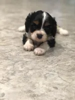 Detroit, a male Cavalier King Charles Spaniel for sale in Middleburg, VA – 3 of 10