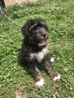 Champ (tricolor), a male Bernedoodle for sale in Middleburg, VA – 2 of 10