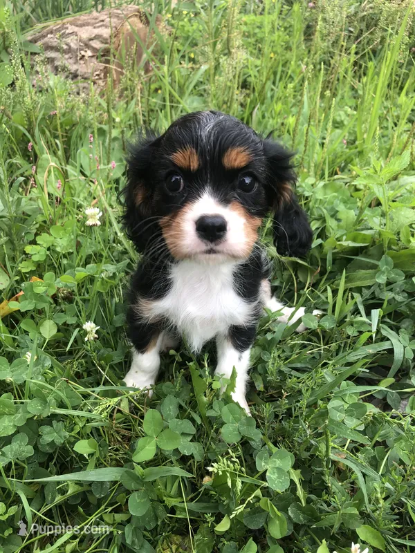 Denver – Cavalier King Charles Spaniel puppy for sale in Middleburg, VA
