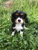 Denver, a male Cavalier King Charles Spaniel for sale in Middleburg, VA – 1 of 10