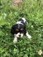 Della, a female Cavalier King Charles Spaniel for sale in Middleburg, VA – 3 of 10