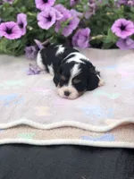Detroit, a male Cavalier King Charles Spaniel for sale in Middleburg, VA – 6 of 10