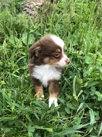 Ace, a male Toy Australian Shepherd for sale in Middleburg, VA – 2 of 10
