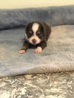 Ace, a male Toy Australian Shepherd for sale in Middleburg, VA – 3 of 6