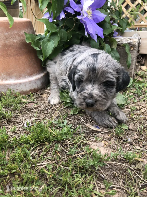 Betty, a female Bernedoodle for sale in Middleburg, VA – 1 of 4