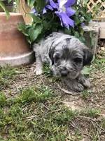 Betty, a female Bernedoodle for sale in Middleburg, VA – 1 of 4