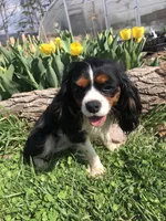 Detroit, a male Cavalier King Charles Spaniel for sale in Middleburg, VA – 5 of 6
