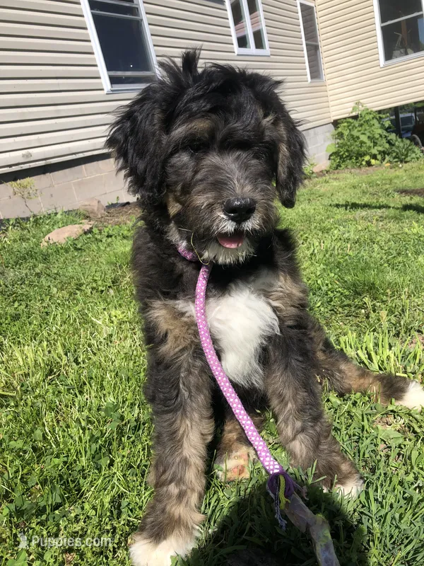 Coming Soon!! Standard Bernedoodles – Bernedoodle puppy for sale in Middleburg, VA