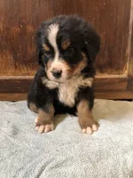 Abe, a male Bernese Mountain Dog for sale in Middleburg, VA – Photo 4 of 5
