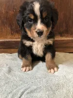 Abe, a male Bernese Mountain Dog for sale in Middleburg, VA – Photo 5 of 5