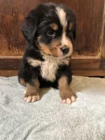 Abe, a male Bernese Mountain Dog for sale in Middleburg, VA – Photo 2 of 5