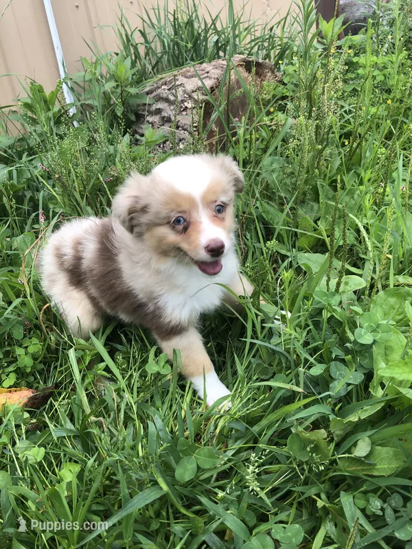 Amber – Toy Australian Shepherd puppy for sale in Middleburg, VA