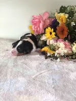 Detroit, a male Cavalier King Charles Spaniel for sale in Middleburg, VA – 3 of 6