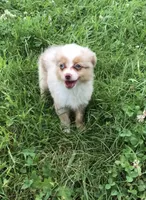 Akira, a male Toy Australian Shepherd for sale in Middleburg, VA – 2 of 9