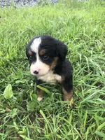 Bella, a female Bernese Mountain Dog for sale in Middleburg, VA – 4 of 7