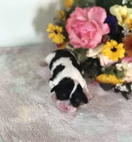 Della, a male Cavalier King Charles Spaniel for sale in Middleburg, VA – 4 of 6