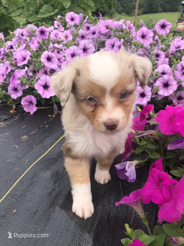 Amber – Toy Australian Shepherd puppy for sale in Middleburg, VA