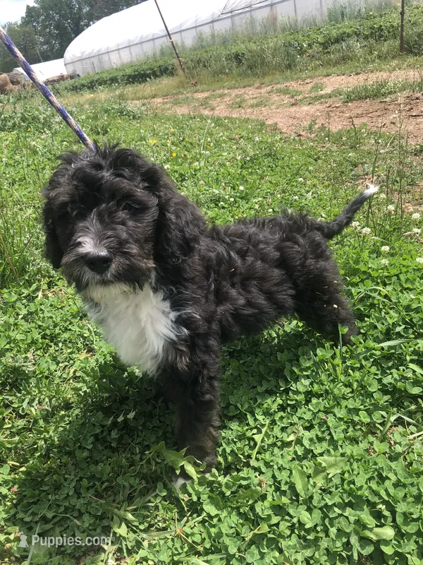 Ranger (tricolor) – Bernedoodle puppy for sale in Middleburg, VA