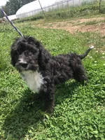 Ranger (tricolor), a male Bernedoodle for sale in Middleburg, VA – 1 of 10